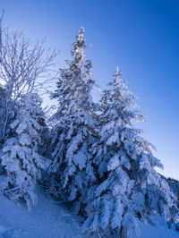 Low angle view of snow covered trees against clear blue sky