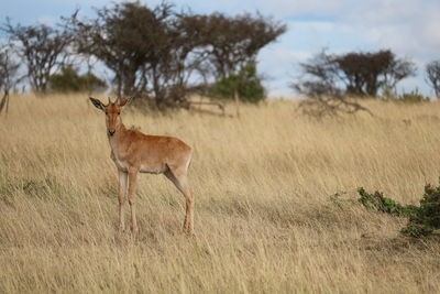 Horse standing in field
