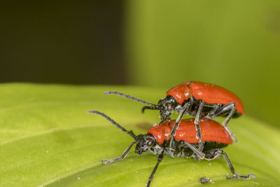 Close-up of insect on leaf