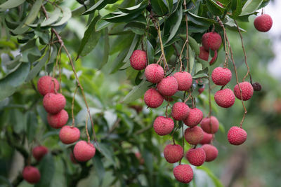 Close-up of berries growing on tree