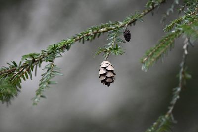 Close-up of plant