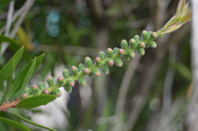 Close-up of plant