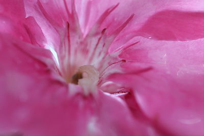 Macro shot of pink rose flower