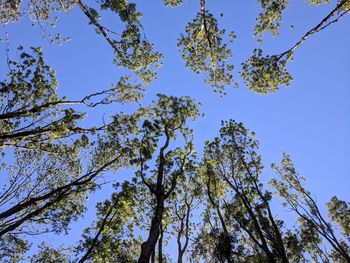 Low angle view of trees against blue sky