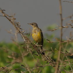Bird perching on a branch