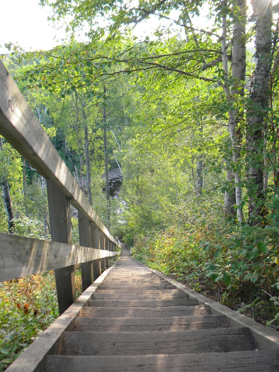 FOOTBRIDGE OVER TREES IN FOREST