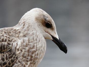 Close-up of seagull