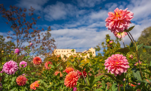 Close-up of pink cosmos flowers blooming against sky