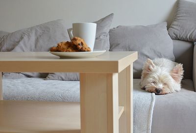 Dog sleeping on table at home