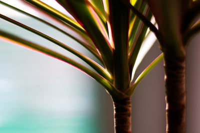 Close-up of palm leaf