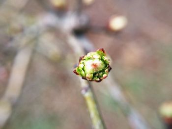 Close-up of flower bud