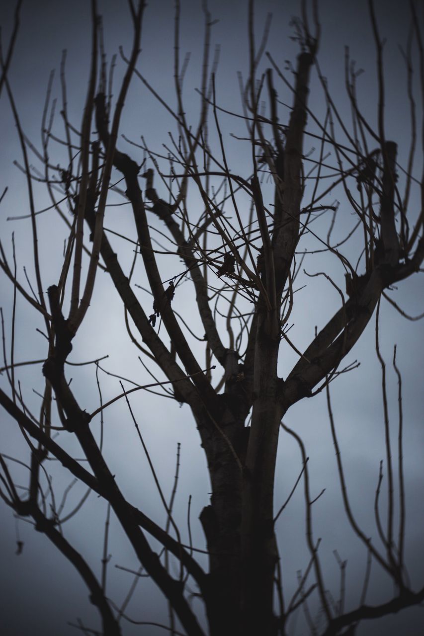 branch, tree, nature, no people, silhouette, bare tree, beauty in nature, outdoors, low angle view, day, sky, water, close-up, dead tree