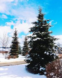 Trees against sky during winter