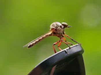 Close-up of damselfly perching on leaf