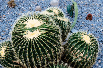 High angle view of succulent plant on field