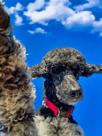 Low angle view of dog against sky