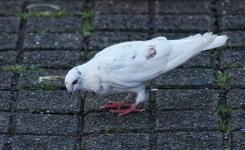 High angle view of seagull on footpath