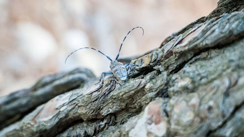 Close-up of dead tree trunk