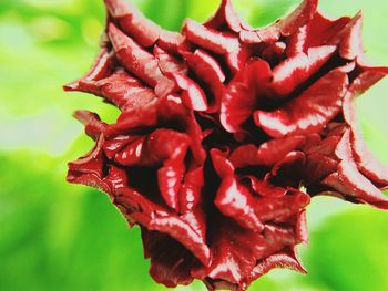 Close-up of red rose plant