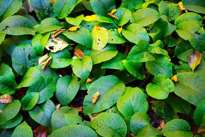 High angle view of green leaves on plant