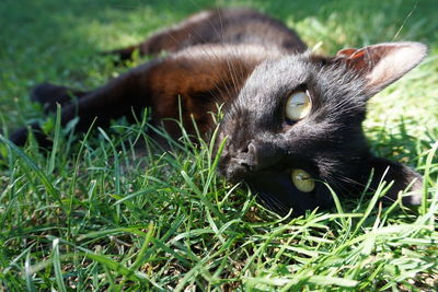 Portrait of a cat on field