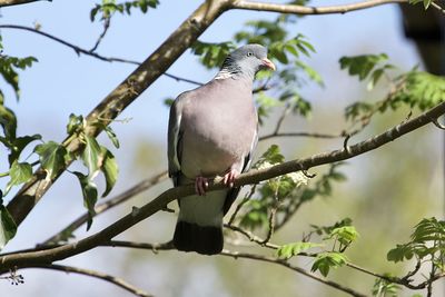 Low angle view of bird perching on branch