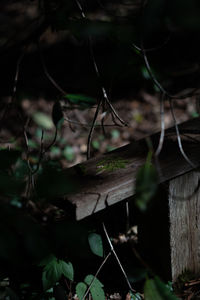 High angle view of plant in forest