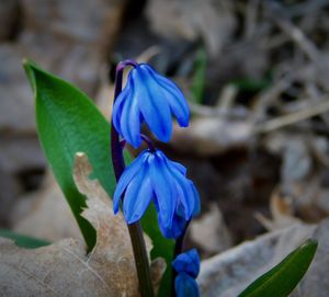 Close-up of blue flowering plant