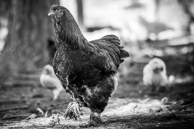 Close-up of hens on field