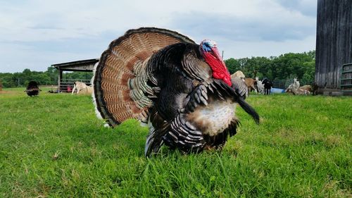 Rooster on field against sky