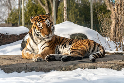 Tiger  lying in a zoo