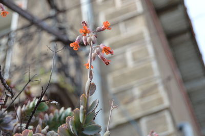 Low angle view of flowering plant