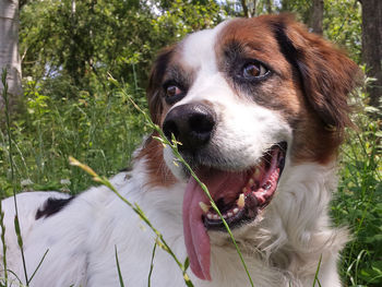 Close-up of dog looking away