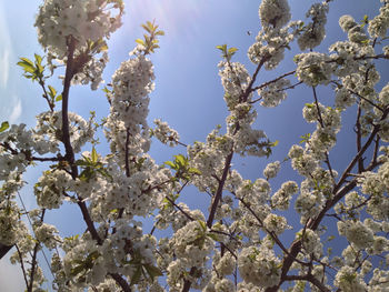 Low angle view of white flowers blooming on tree