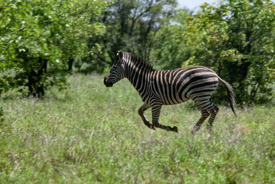 striped