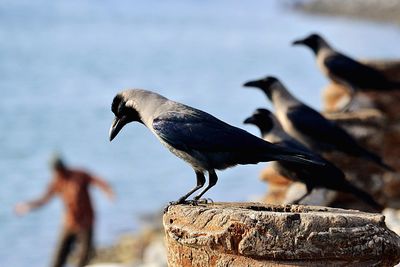 Close-up of birds perching on wood