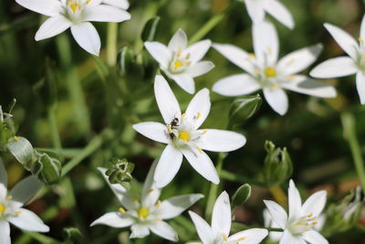 Close-up of insect on flowers