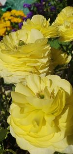 Close-up of yellow flowering plant