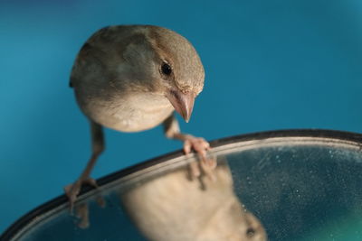 Close-up of house sparrow, observing itself on a vehicle's side mirror.