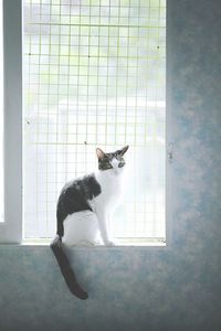 Cat looking away
