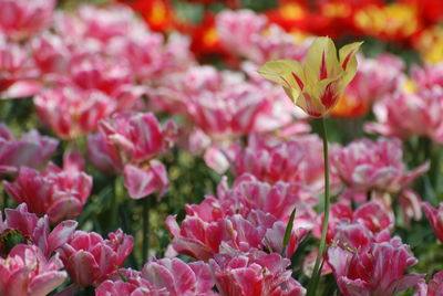 Close-up of pink flowers blooming outdoors