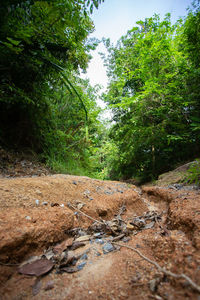 Scenic view of forest against sky