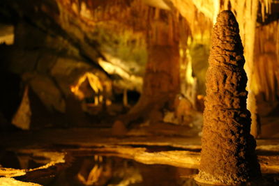 Close-up of tree trunk in cave