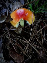 Close-up of fly agaric mushroom