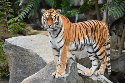 Cat sitting on rock in zoo