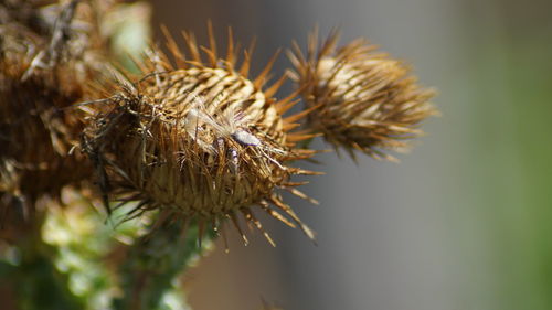 Close-up of thistle