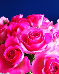 Close-up of pink roses