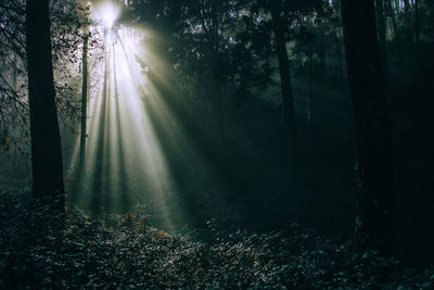 Sunlight streaming through trees in forest