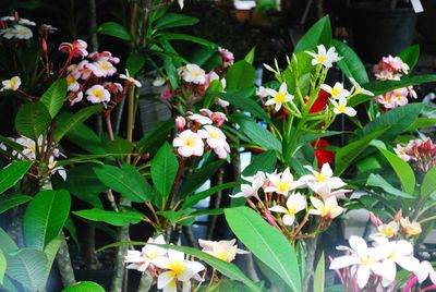 Close-up of flowering plants