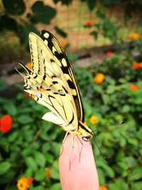 Close-up of butterfly pollinating on flower